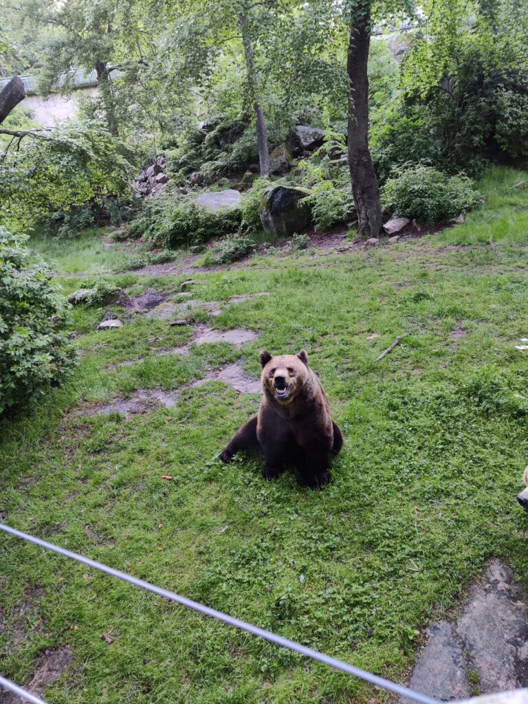 En brunbjörn sitter i sin inhägnad och tittar på fotografen