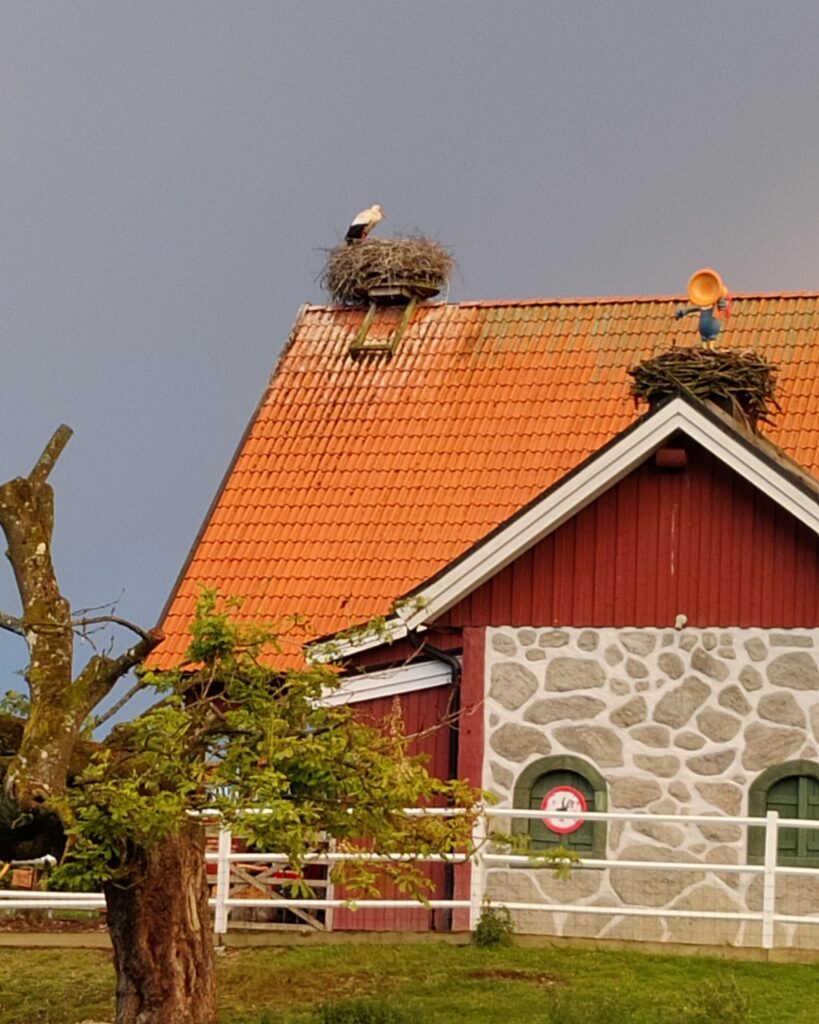 Skånelänga med storkbon på taket. På taknocken står en stork i boet.